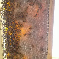 عسل چندگیاه