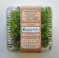 ریز سبزی شاهی