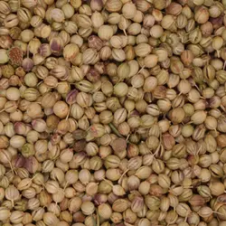 تخم گشنیز