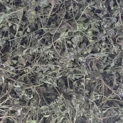 کاکوتی