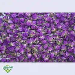 گل محمدی