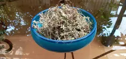 دمنوش گیاه آویشن کاشف السلطنه
