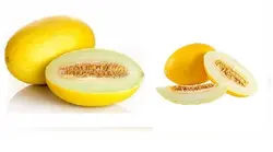 خربزه طلایی