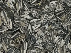 تخمه آفتاب دور سفید