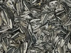 تخمه آفتاب دور سفید