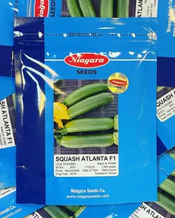 کدو آتلانتا F1  پاکت۱۰۰۰عددی - تهران نهاده