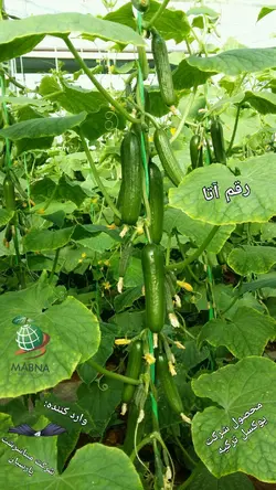 خیار گلخانه ای آتا F1  پاکت1000عددی