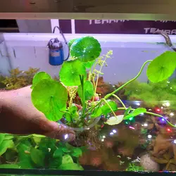 گیاه نیلوفر پایدار