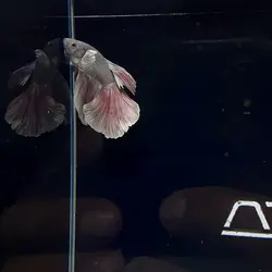 ماهی فایتر بیگ ایر