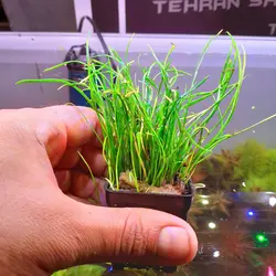 گیاه چمنی کوتاه
