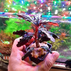 گیاه زیبای بوسفلاندرا ولوت