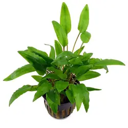 گیاه کریپتوکورین ونتی گرین