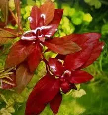 گیاه لودویجیا پرونسیس