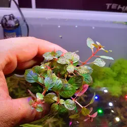 گیاه لودویجیا پرونسیس دیامور