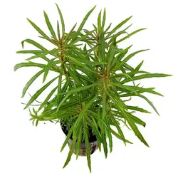 گیاه پوگوستمون اکتاپوس