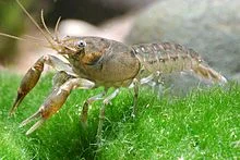 خرچنگ کامبارلوس Cambarellus – small freshwater crayfish