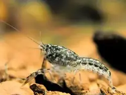 خرچنگ کامبارلوس Cambarellus – small freshwater crayfish