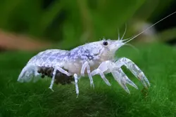 خرچنگ کامبارلوس Cambarellus – small freshwater crayfish