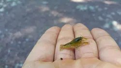 خرچنگ کامبارلوس Cambarellus – small freshwater crayfish