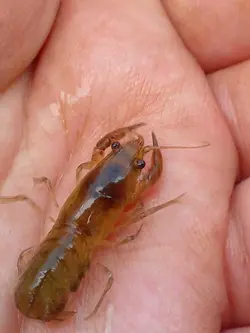 خرچنگ کامبارلوس Cambarellus – small freshwater crayfish