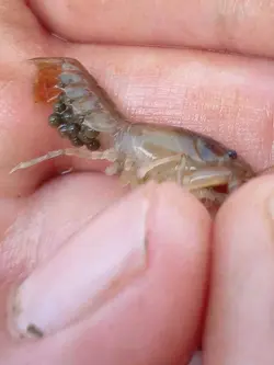 خرچنگ کامبارلوس Cambarellus – small freshwater crayfish