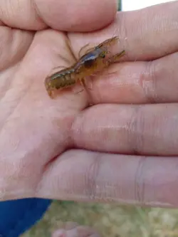 خرچنگ کامبارلوس Cambarellus – small freshwater crayfish