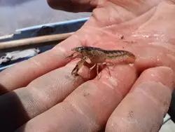 خرچنگ کامبارلوس Cambarellus – small freshwater crayfish