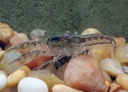 خرچنگ کامبارلوس Cambarellus – small freshwater crayfish