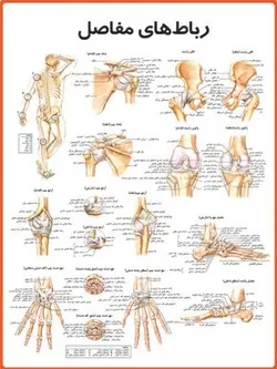 پوستر رباط‌های مفاصل