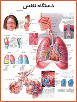 پوستر دستگاه تنفس