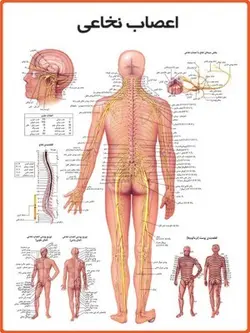 پوستر اعصاب نخاعی