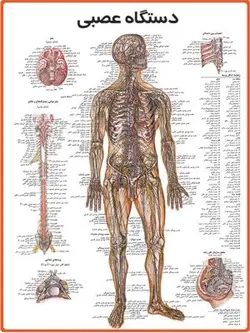 پوستر دستگاه عصبی