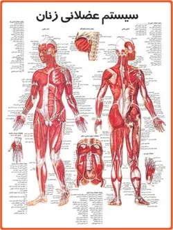 پوستر سیستم عضلانی زنان