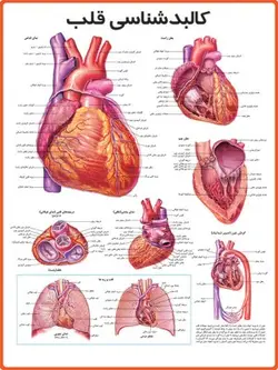 پوستر کالبد شناسی قلب