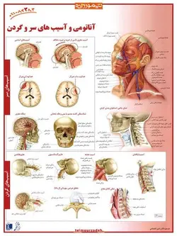 پوستر آناتومی و آسیب‌های سر و گردن