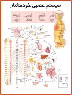پوستر سیستم عصبی خودمختار