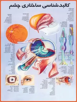 پوستر کالبدشناسی ساختاری چشم
