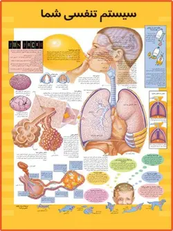 پوستر سیستم تنفسی شما