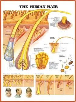 پوستر The Human Hair