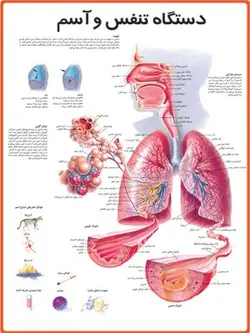 پوستر دستگاه تنفس و آسم
