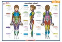 پوستر راهنمای عضلات بدن