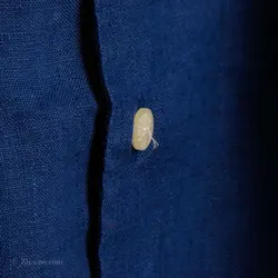 پیراهن کنف آستین کوتاه Cottonfield