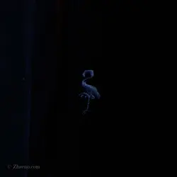 پیراهن کبریتی Tailorbyrd