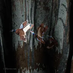 بافت طرحدار مرغابی