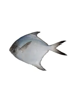 فیله حلوا سفید منجمد