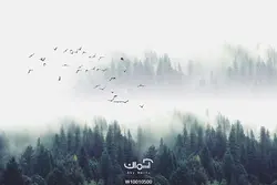 پوستر دیواری جنگل مه آلود کد 10010500