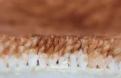 موکت صنوبر کد 4299
