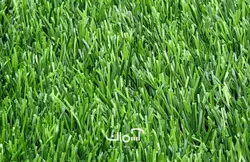 چمن مصنوعی 25 میل بهاره صدف