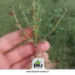 نشا آویشن باغی - بازارنشا 12 اسفند
