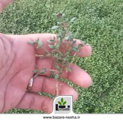 نشا آویشن باغی - بازارنشا 12 اسفند